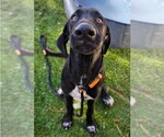 Sammy - Male Great Dane-Labrador Retriever Mix Dog for Adoption - Small photo