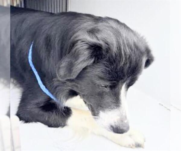Medium Photo #1 Border Collie-Unknown Mix Puppy For Sale in Houston, TX, USA