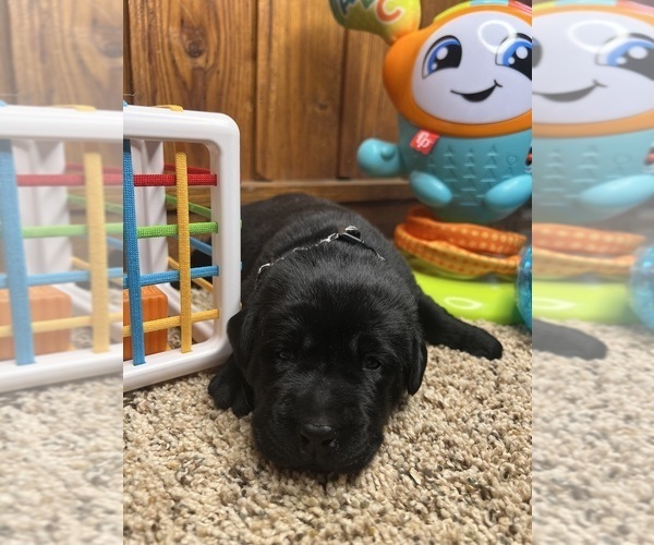 Medium Photo #1 Labrador Retriever Puppy For Sale in NEOLA, WV, USA