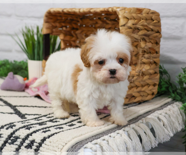 Medium Photo #4 Cavapoo (Miniature) Puppy For Sale in SYRACUSE, IN, USA