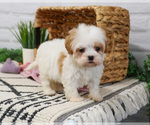 Small #3 Cavapoo (Miniature)