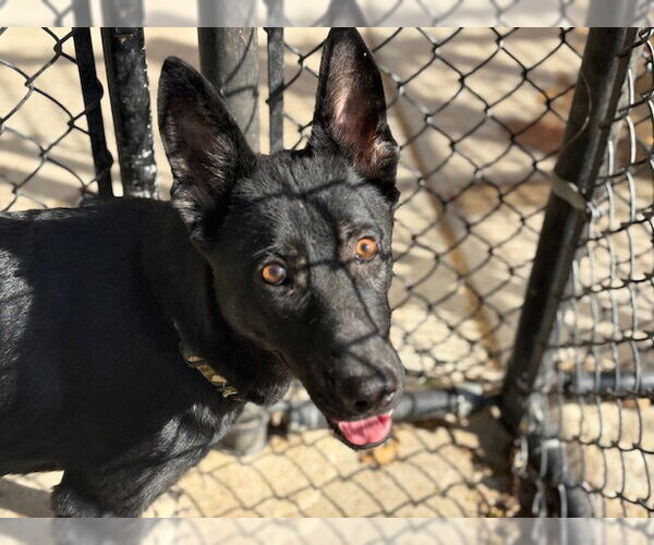 Medium Photo #1 German Shepherd Dog-Unknown Mix Puppy For Sale in Tulsa, OK, USA
