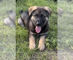 Small #27 German Shepherd Dog