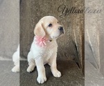 Small Photo #13 Labrador Retriever Puppy For Sale in MURRIETA, CA, USA