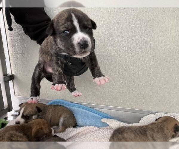 Medium Photo #1 Mutt Puppy For Sale in Corona, CA, USA