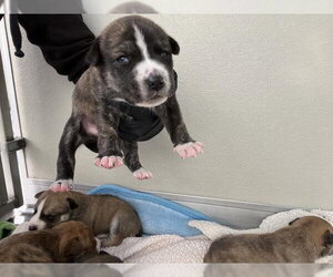 Mutt Dogs for adoption in Corona, CA, USA