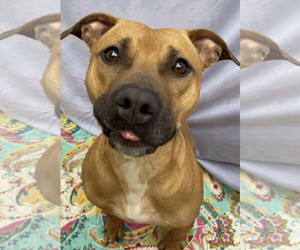 Medium Photo #9 American Staffordshire Terrier-Boxer Mix Puppy For Sale in Lexington, SC, USA