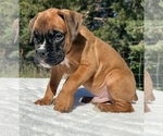 AKC Austin - Male Boxer Puppy for Sale - Photo #3