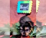 Small Photo #7 Yorkshire Terrier Puppy For Sale in AKRON, OH, USA
