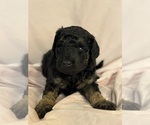 Cordell - Female Bernedoodle (Miniature) Puppy for Sale - Photo #8
