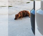 Small Photo #4 Rhodesian Ridgeback-Vizsla Mix Puppy For Sale in Orange Grove, TX, USA