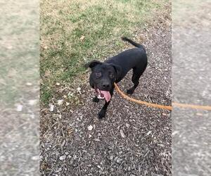 Mutt Dogs for adoption in Louisville, KY, USA