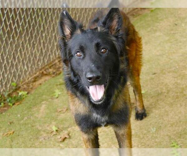 Medium Photo #1 German Shepherd Dog-Unknown Mix Puppy For Sale in Tallahassee, FL, USA