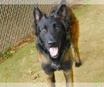 Small German Shepherd Dog Mix