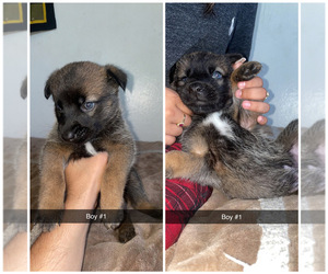 Alaskan Husky-German Shepherd Dog Mix Puppy for sale in SAN JOSE, CA, USA