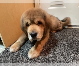 Tibetan Mastiff Puppy for Sale in BOTHELL, Washington USA