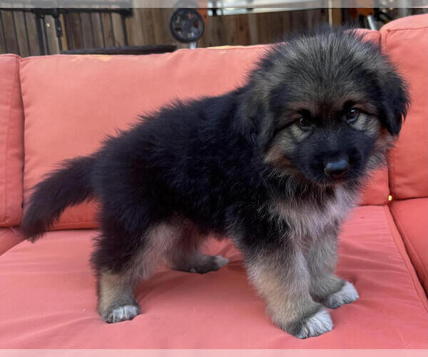 Medium Photo #7 King Shepherd Puppy For Sale in GRAND CANYON CAVERNS, AZ, USA