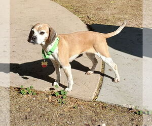 Puggle Dogs for adoption in Tucson, AZ, USA