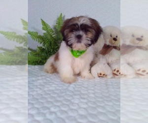 Shih Tzu Puppy for sale in SUGARCREEK, OH, USA