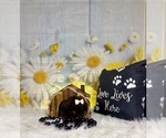 Small #7 ShihPoo