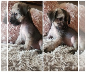 Chinese Crested Puppy for sale in PHILADELPHIA, PA, USA