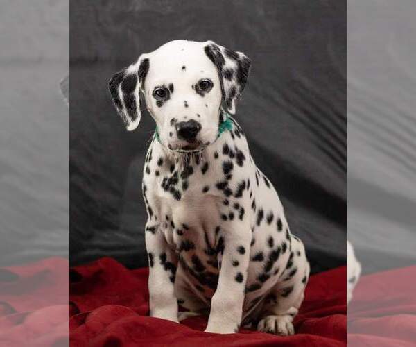 Medium Photo #8 Dalmatian Puppy For Sale in JASPER, FL, USA