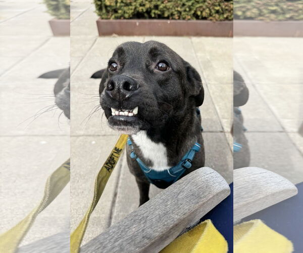Medium Photo #7 Labrador Retriever-Unknown Mix Puppy For Sale in Farmington, MN, USA