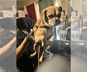 Mutt Dogs for adoption in Stockton, CA, USA