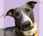 Small #28 American Pit Bull Terrier Mix