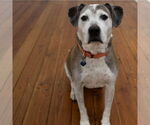 Small #6 American Pit Bull Terrier Mix