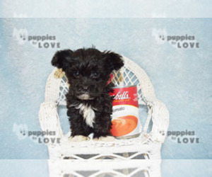 Maltipoo Puppy for Sale in SANGER, Texas USA