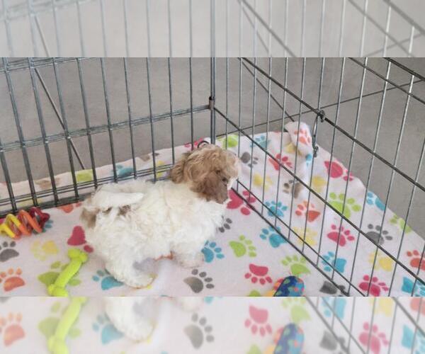 Medium Photo #7 Poovanese Puppy For Sale in ORO VALLEY, AZ, USA