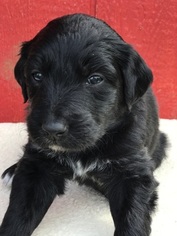 Aussiedoodle Puppy for sale in EAGLEVILLE, TN, USA