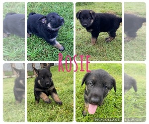 German Shepherd Dog Puppy for sale in WOLFE CITY, TX, USA