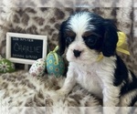 Small #3 Cavalier King Charles Spaniel