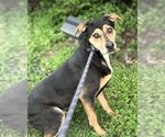 Small #3 German Shepherd Dog-Plott Hound Mix