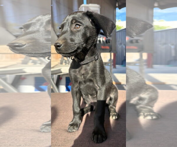 Medium Photo #3 Mutt Puppy For Sale in MIDWAY, UT, USA