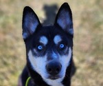 Small Photo #1 Siberian Husky Puppy For Sale in FORT PLAIN, NY, USA