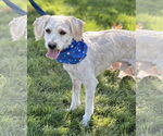Small #5 Poodle (Miniature) Mix
