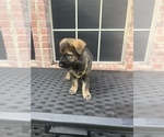 Small Photo #2 German Shepherd Dog Puppy For Sale in LANCASTER, TX, USA