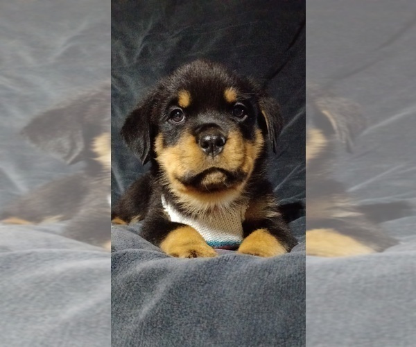 Medium Photo #2 Rottweiler Puppy For Sale in DRAPER, VA, USA