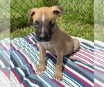 Small #1 Labrador Retriever Mix