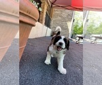 Small #1 Saint Berdoodle