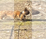 Small #13 French Bulldog