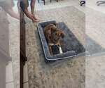 Small #3 Australian Shepherd Mix