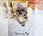 Small #15 Cockapoo