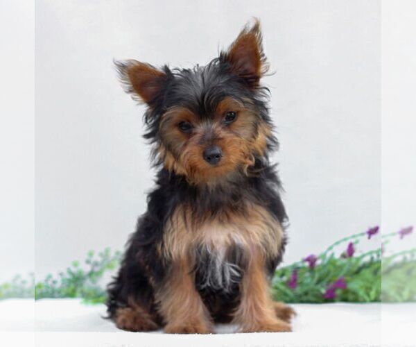 Medium Photo #3 Yorkshire Terrier Puppy For Sale in REINHOLDS, PA, USA