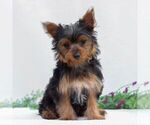 Small #2 Yorkshire Terrier