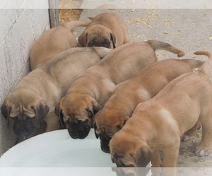 American Mastiff Puppy for sale in PIKETON, OH, USA