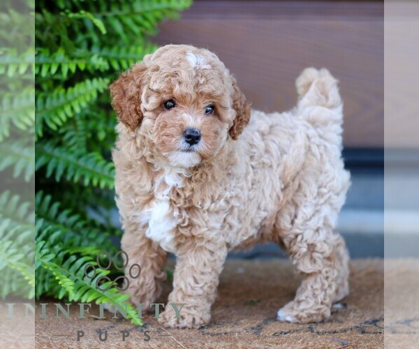 Medium Photo #4 Cavapoo Puppy For Sale in MORGANTOWN, PA, USA